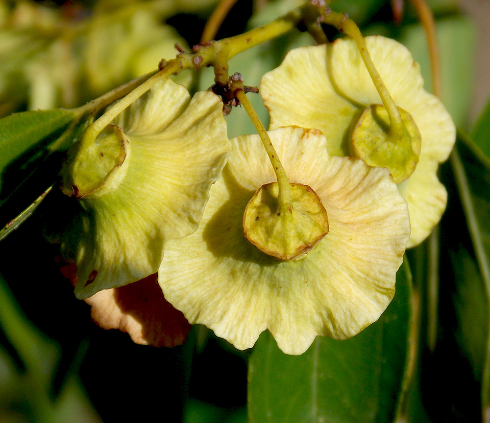 Image of Paliurus spina-christi specimen.