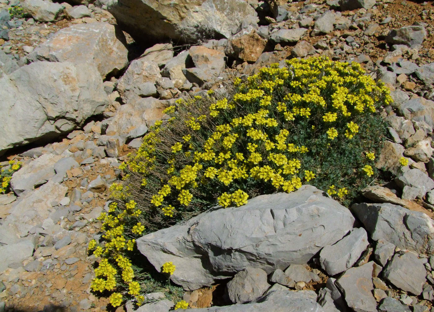 Изображение особи Alyssum baumgartnerianum.