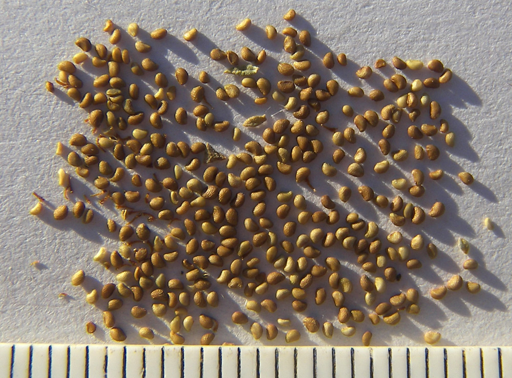 Image of Potentilla argentea specimen.