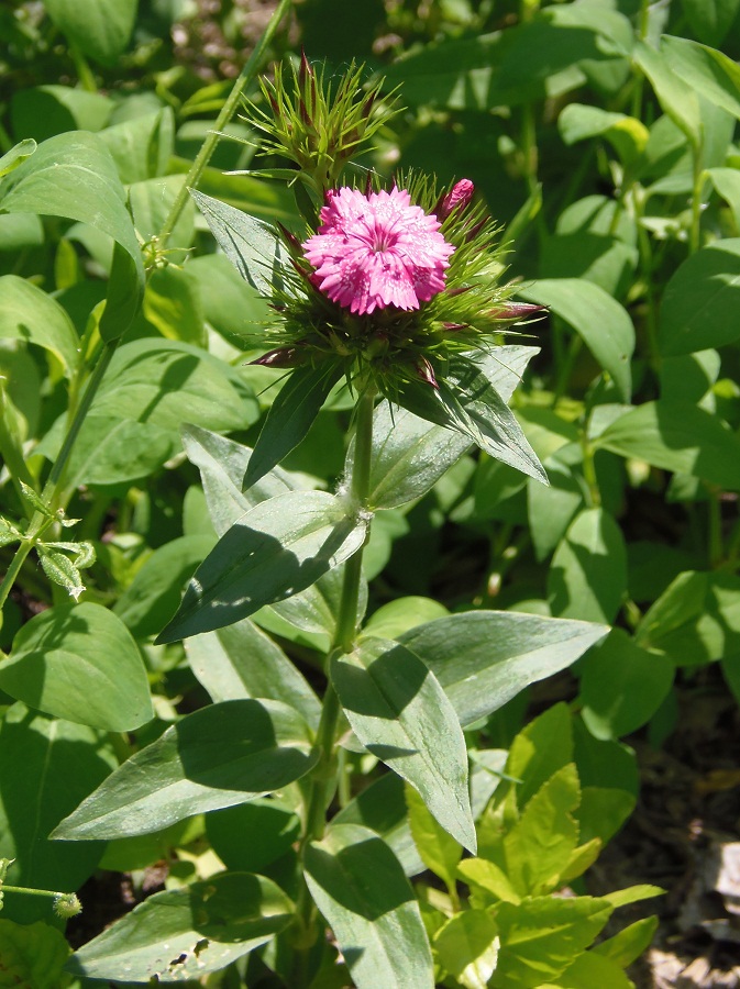 Image of Dianthus barbatus specimen.