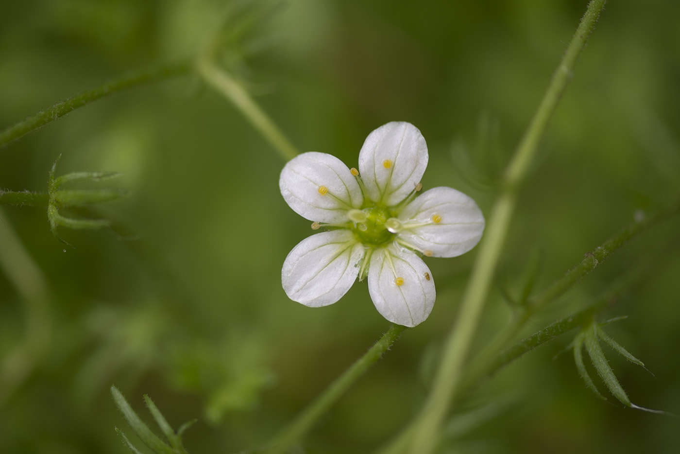 Image of Saxifraga rosacea ssp. sternbergii specimen.