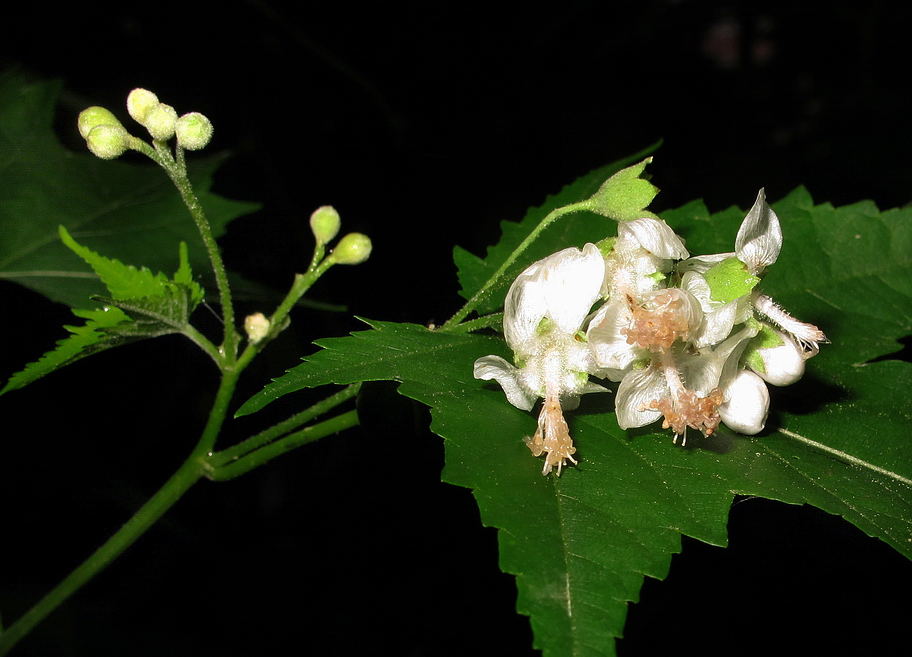 Image of Sida hermaphrodita specimen.