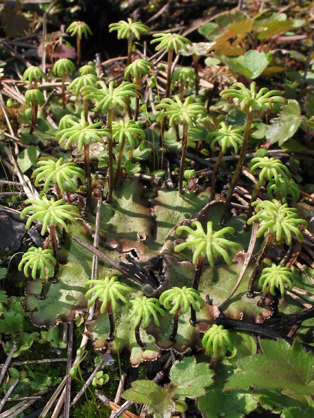 Изображение особи Marchantia polymorpha.