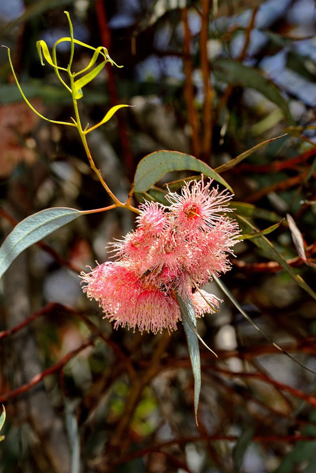 Image of Eucalyptus torquata specimen.