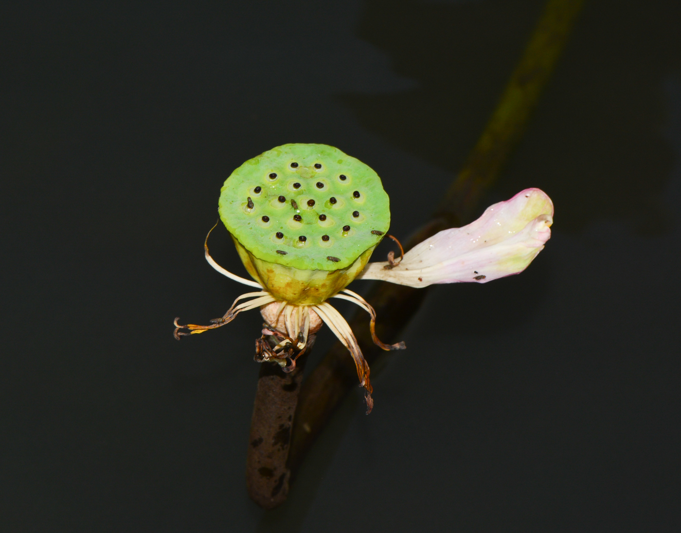 Изображение особи Nelumbo nucifera.