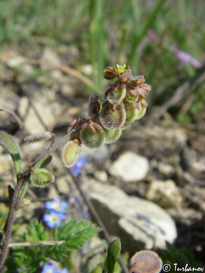 Image of Clypeola jonthlaspi specimen.