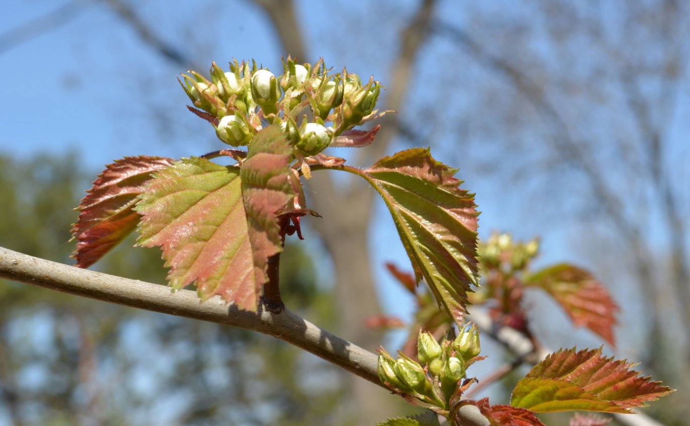 Изображение особи Crataegus ellwangeriana.