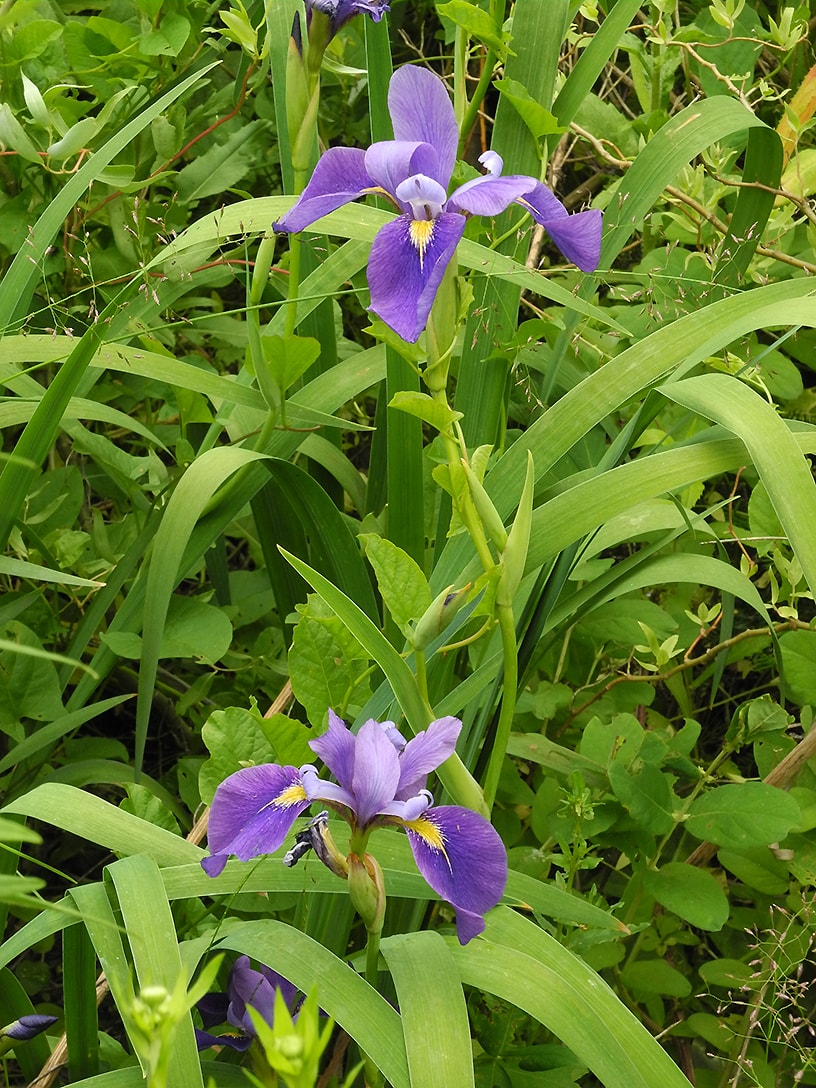 Изображение особи Iris virginica.