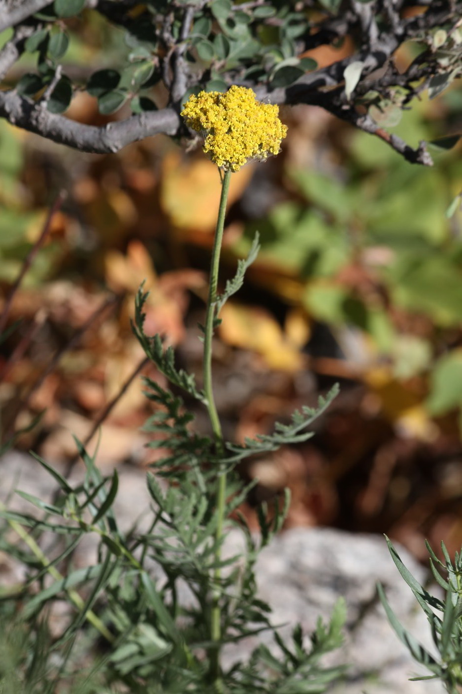 Image of Achillea filipendulina specimen.