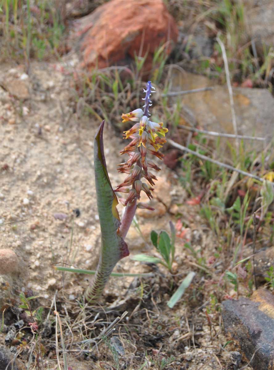 Image of Lachenalia mutabilis specimen.