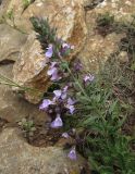 Teucrium chamaedrys subspecies pinnatifidum. Верхушка цветущего растения. Испания, автономное сообщество Каталония, провинция Жирона, комарка Баш Эмпорда, муниципалитет Тороэлья-де-Монгри, гора Монтпла, склон восточной экспозиции. 11.06.2016.