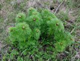 Paeonia tenuifolia. Растение на стадии бутонизации. Украина, Черкасская обл., Каневский р-н, Региональный ландшафтный парк \"Трахтемиров\", участок восстановленной степи, завезённой из Донецкой обл. 24 апреля 2010 г.