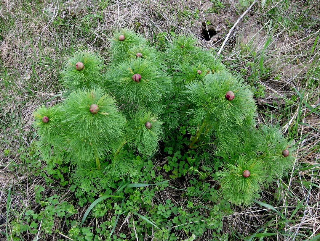 Image of Paeonia tenuifolia specimen.