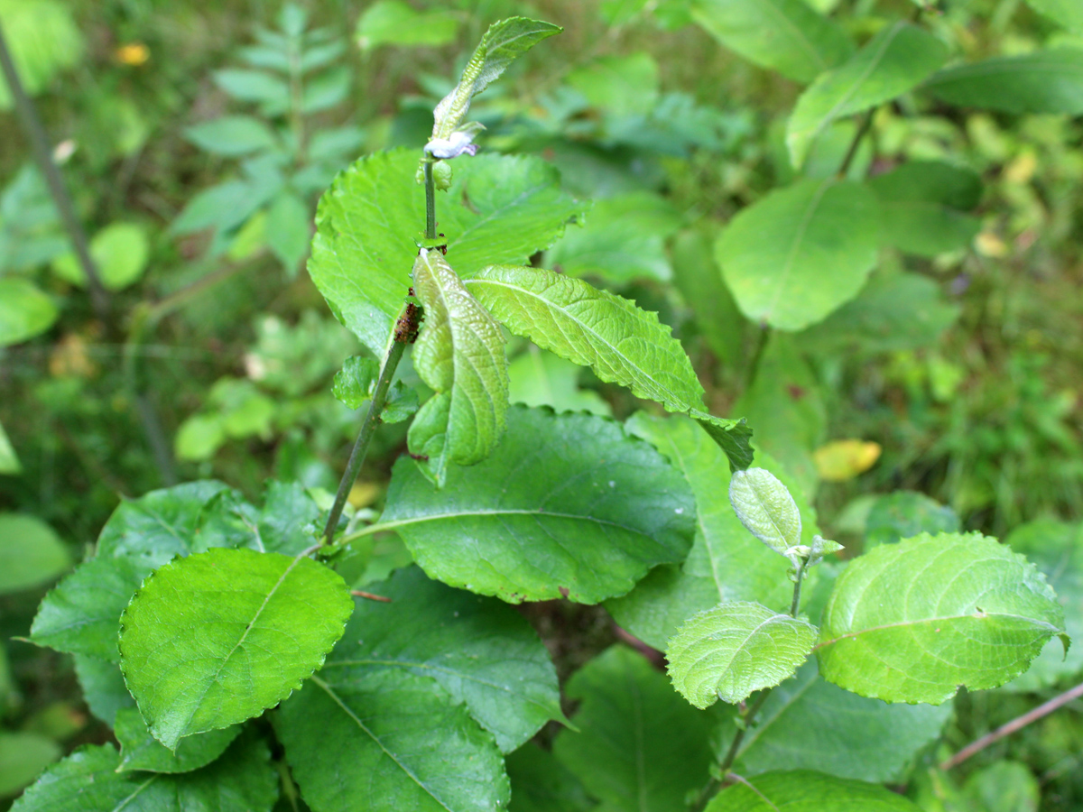 Image of Salix caprea specimen.