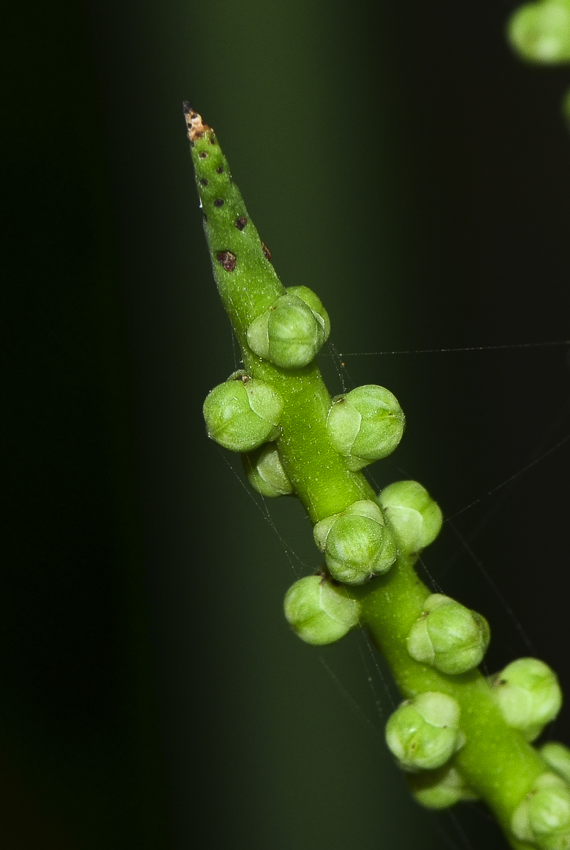 Image of genus Chamaedorea specimen.