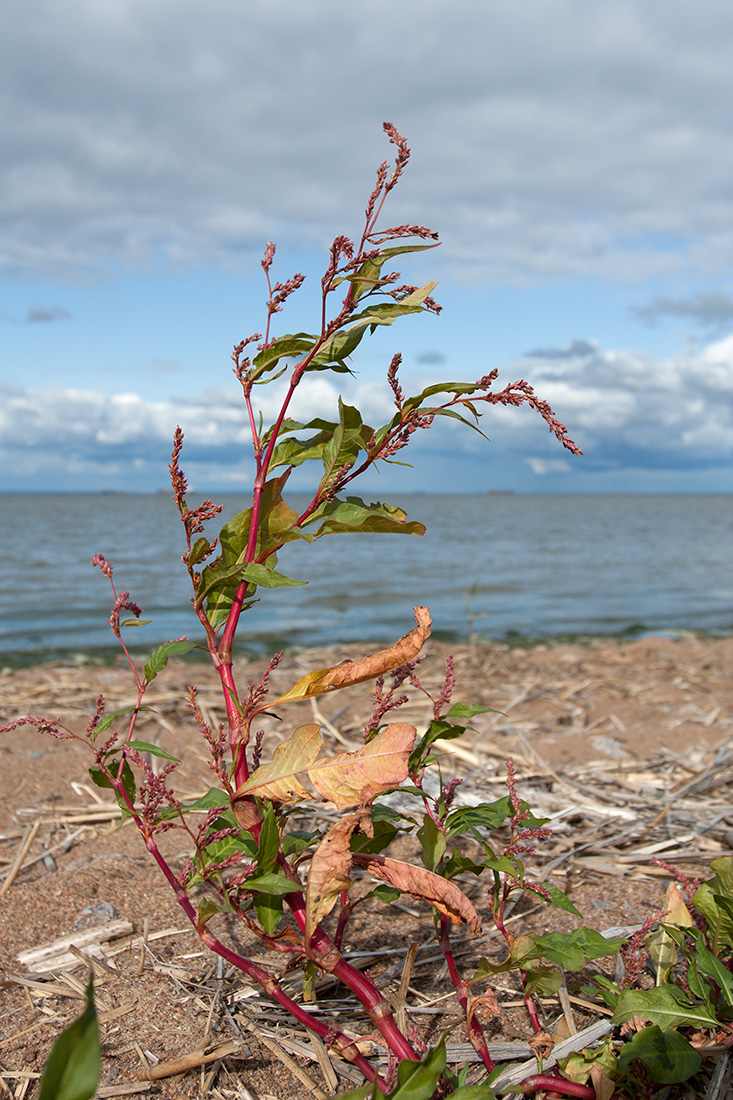 Image of Persicaria lapathifolia specimen.