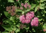 Spiraea japonica