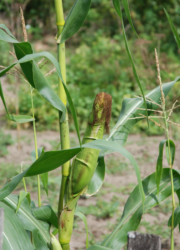 Image of Zea mays specimen.