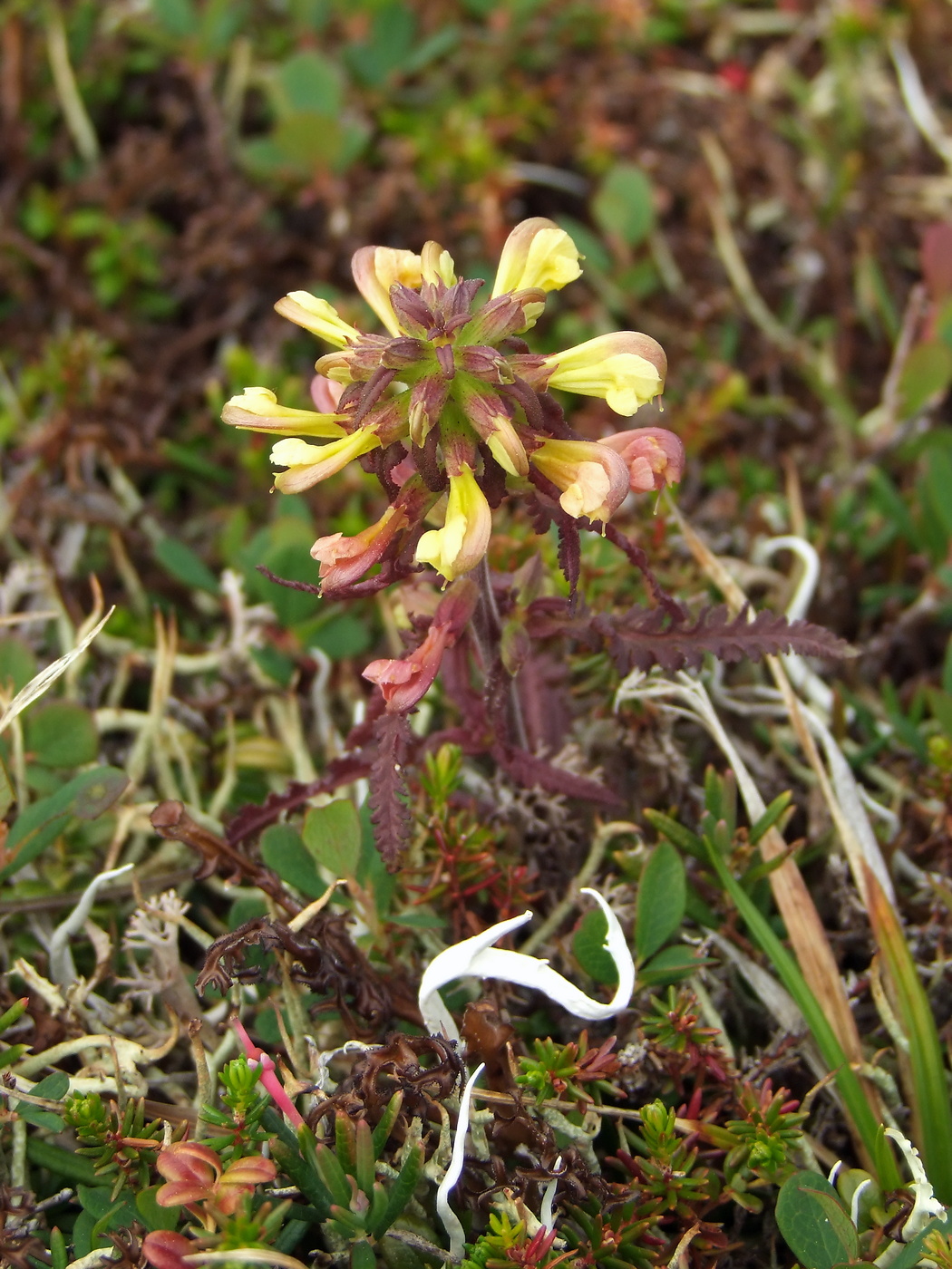 Изображение особи Pedicularis labradorica.