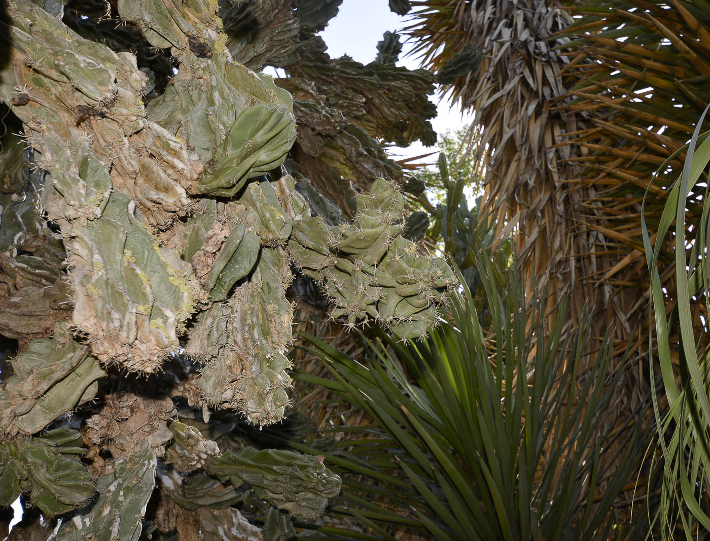 Image of Cereus peruvianus var. monstrosus specimen.