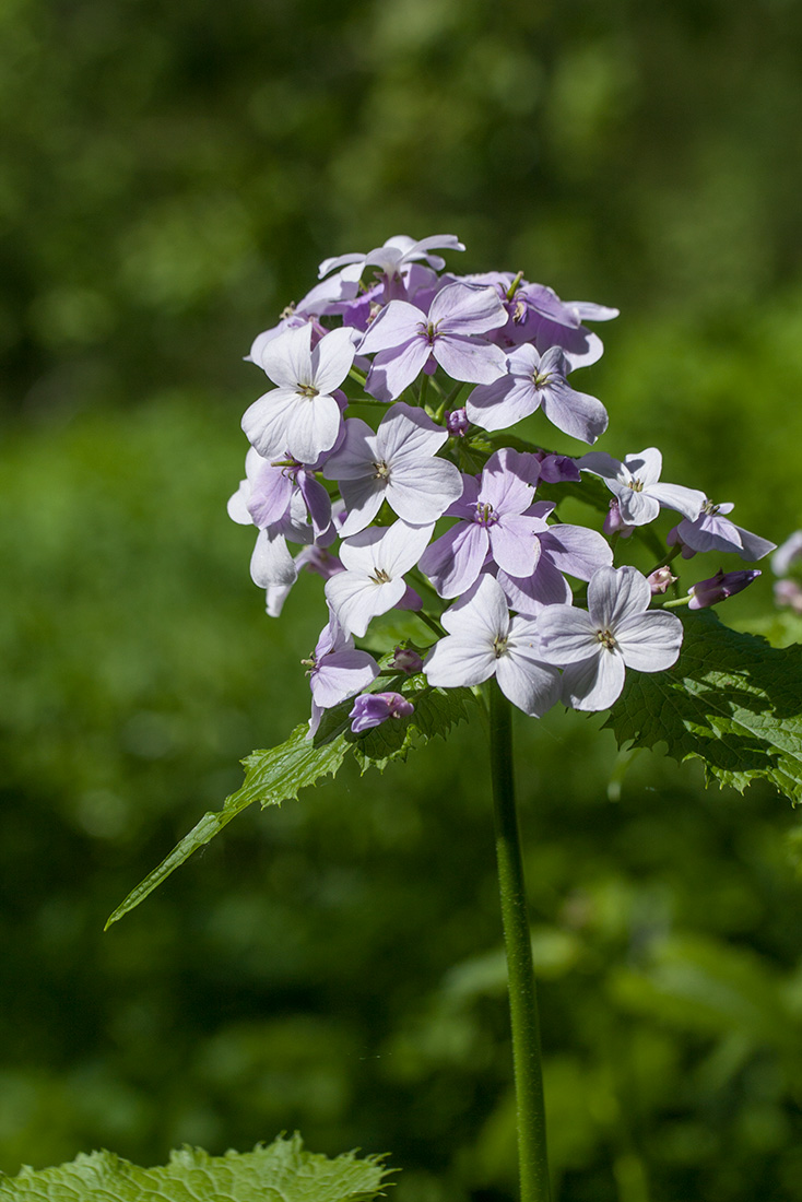 Изображение особи Lunaria rediviva.