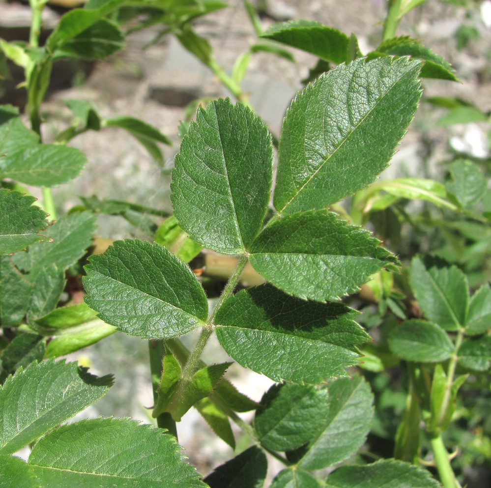 Image of genus Rosa specimen.