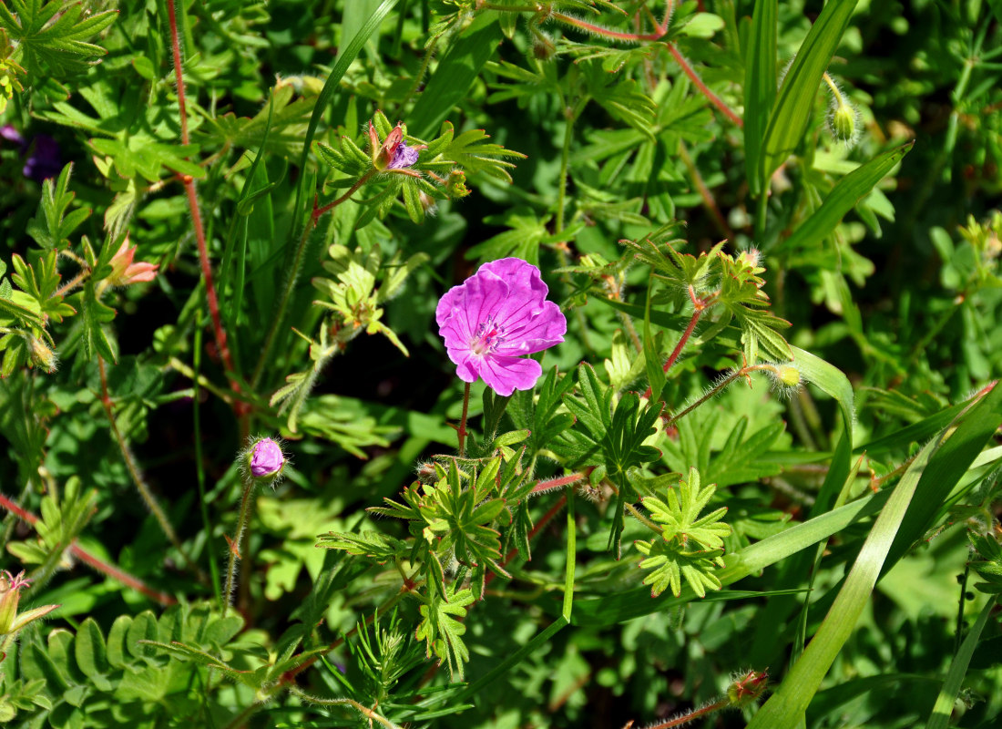 Изображение особи Geranium sanguineum.