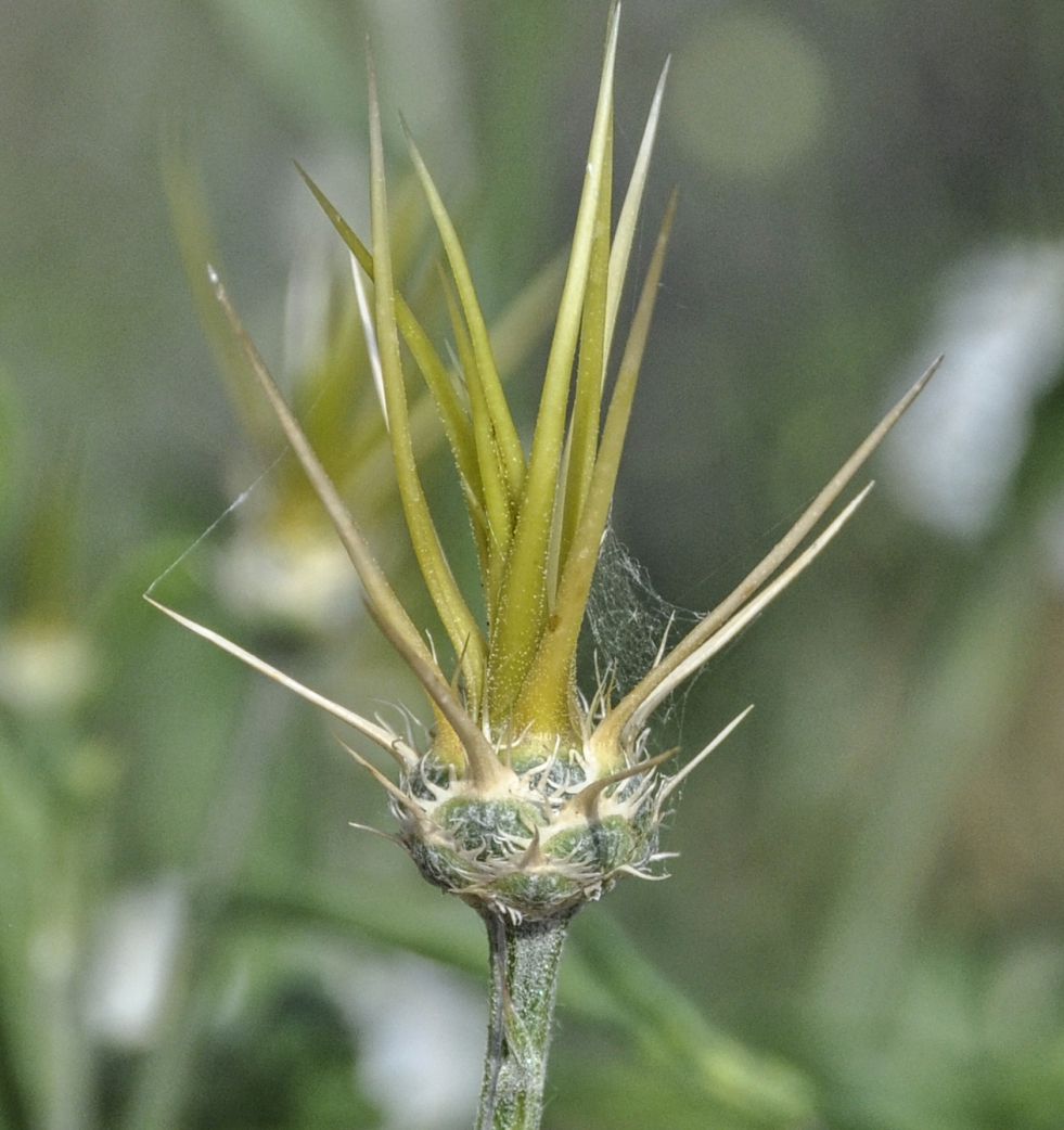 Изображение особи род Centaurea.