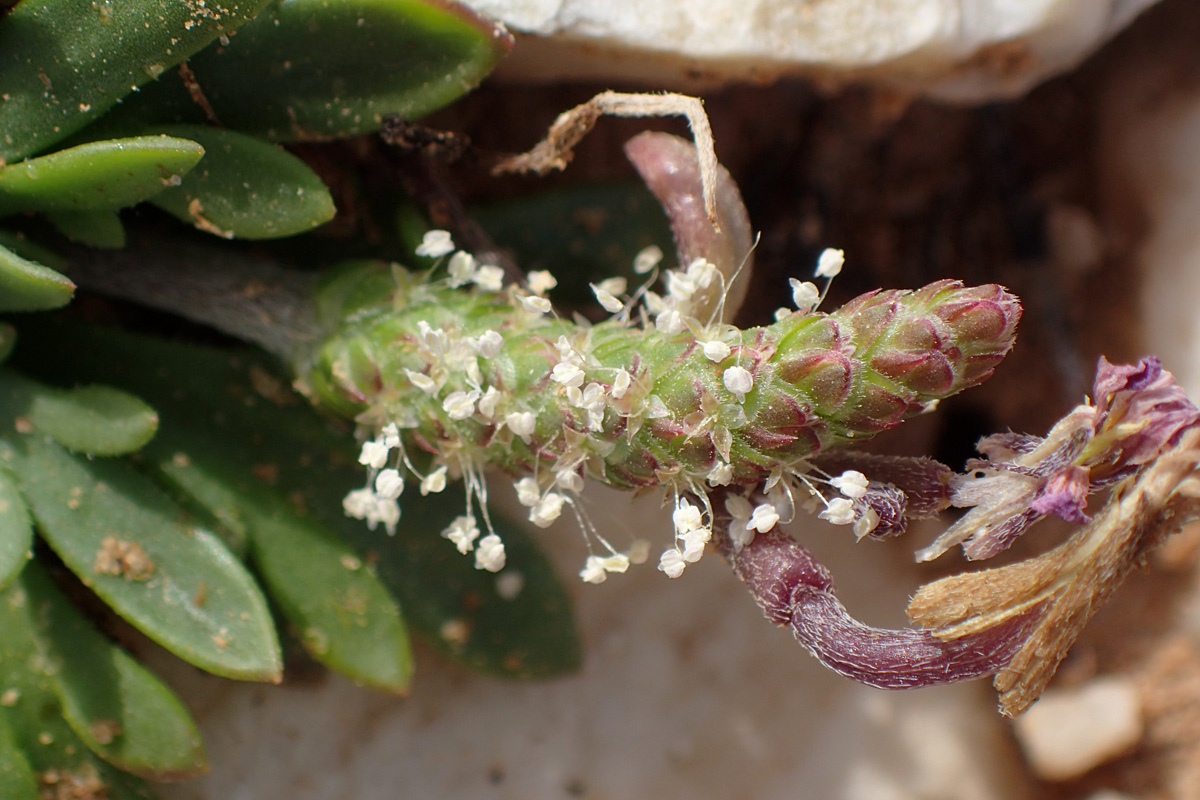 Image of Plantago weldenii specimen.