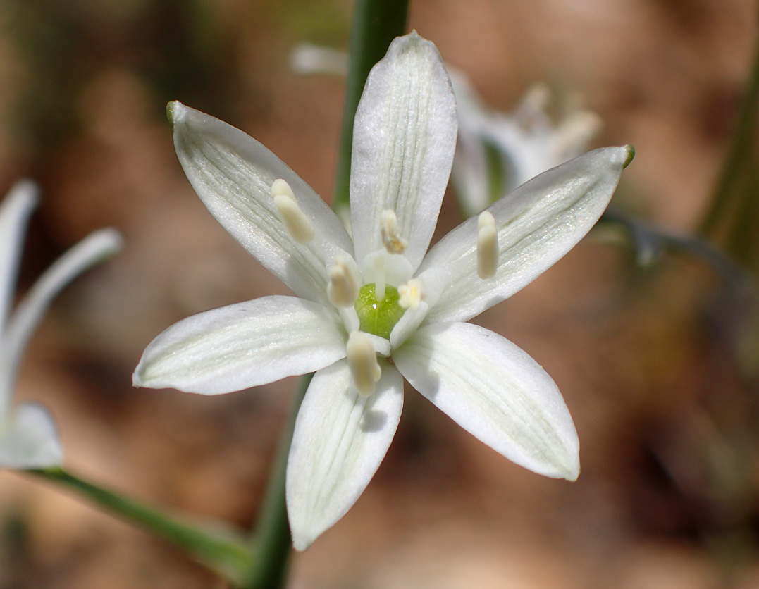 Image of Ornithogalum narbonense specimen.