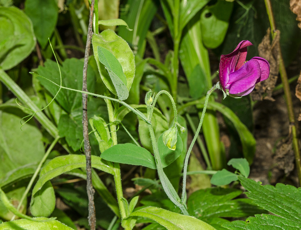 Image of Lathyrus odoratus specimen.