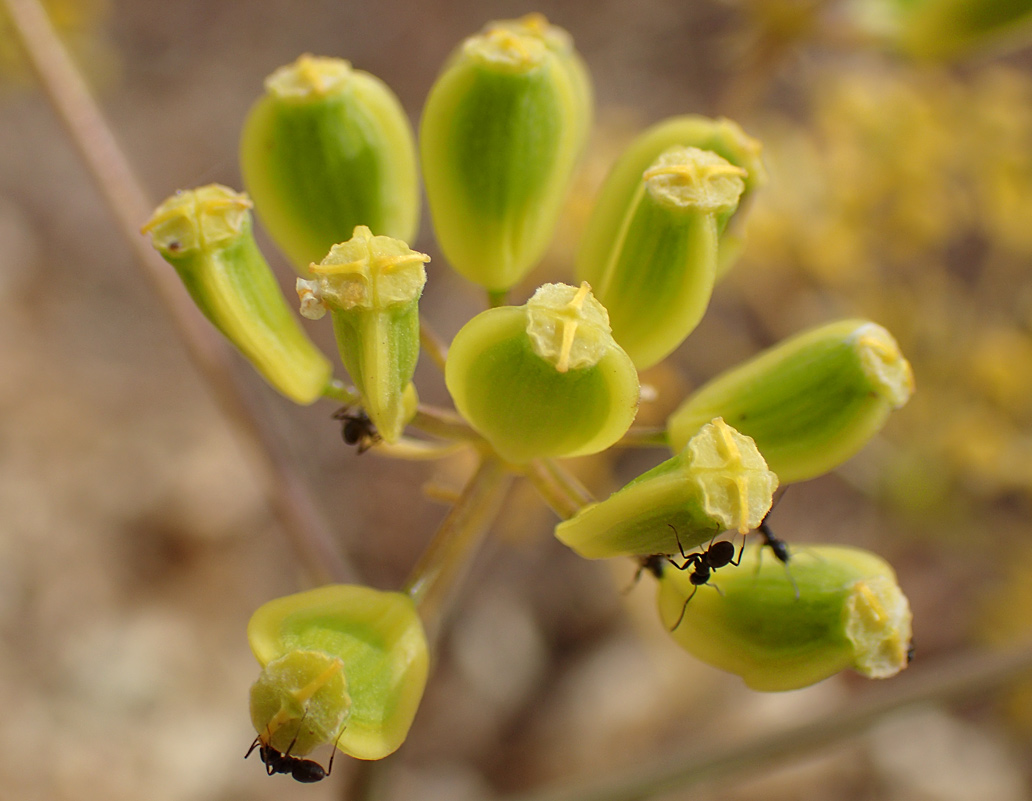 Изображение особи Opopanax hispidus.