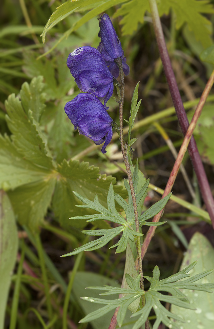 Изображение особи Aconitum baicalense.