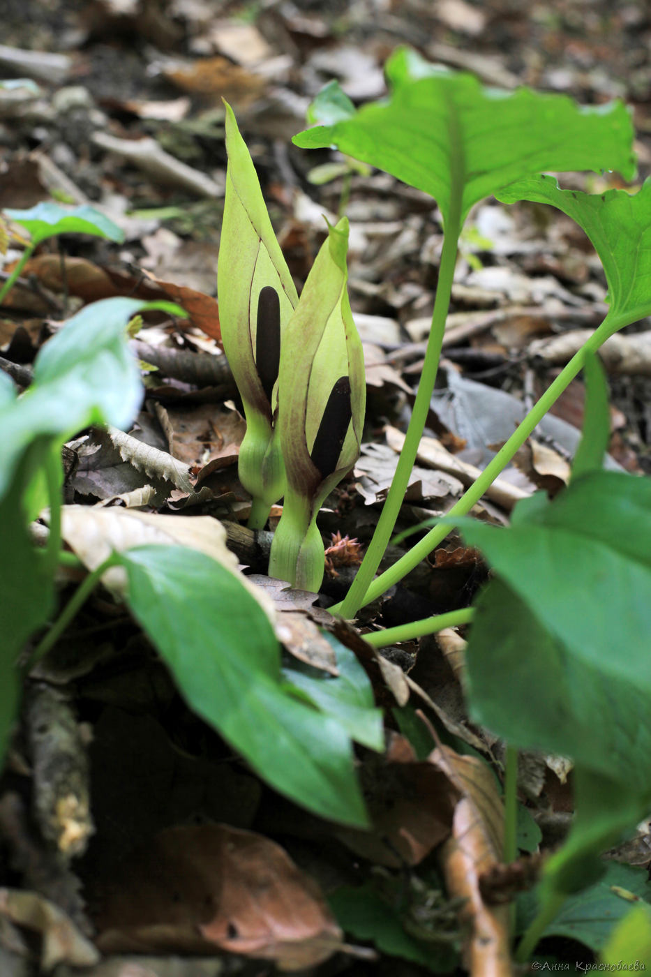 Изображение особи Arum orientale.