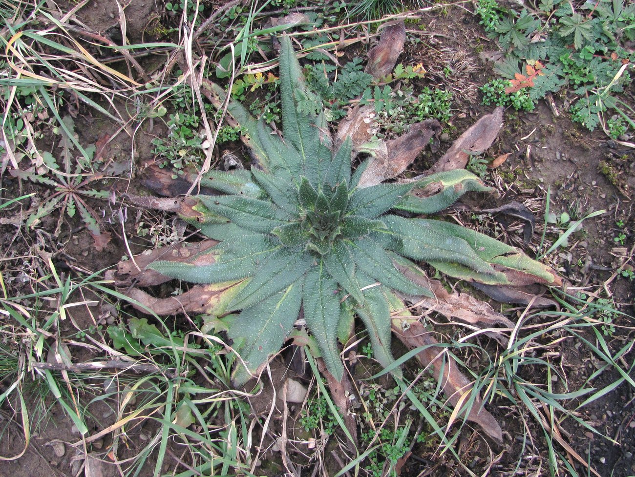 Image of Echium vulgare specimen.