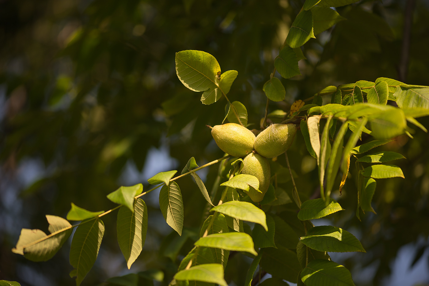 Image of Juglans cinerea specimen.