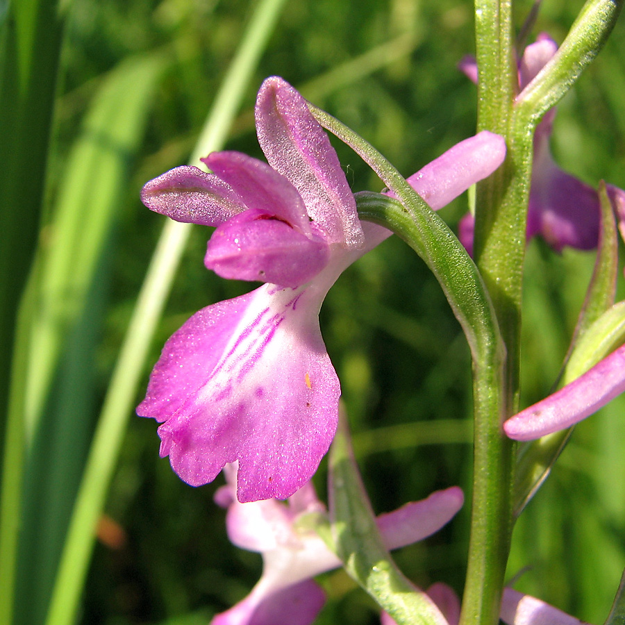 Image of Anacamptis laxiflora ssp. elegans specimen.