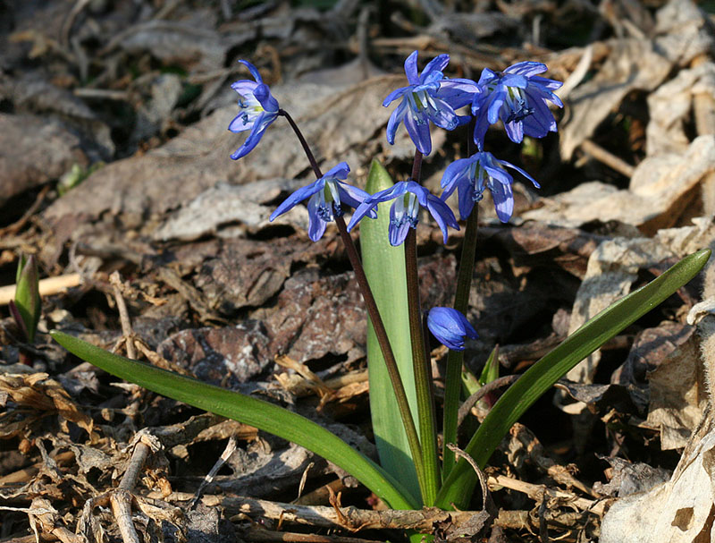 Изображение особи Scilla siberica.