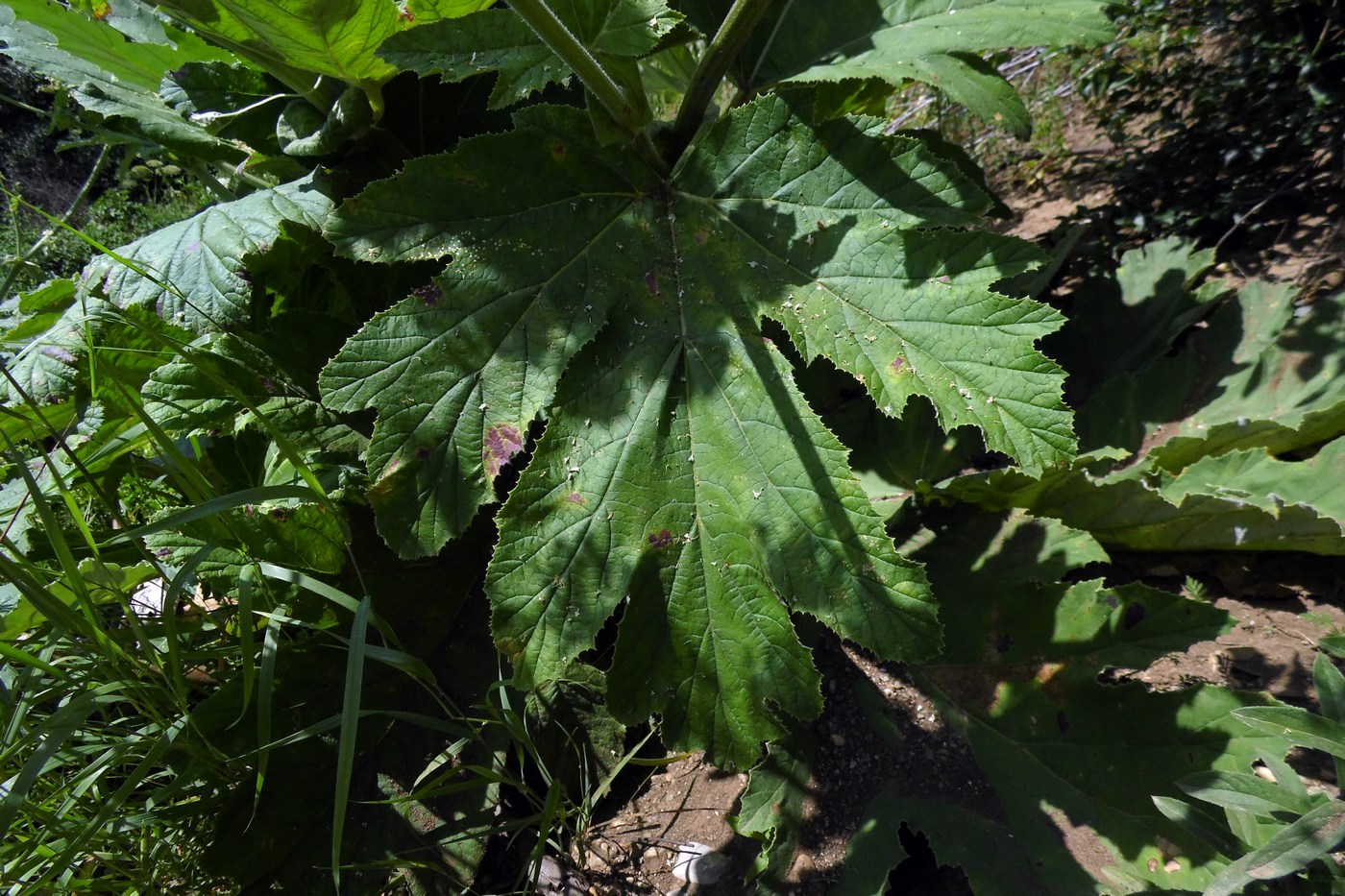 Image of Heracleum stevenii specimen.