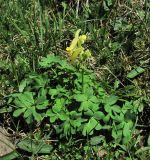 Corydalis portenieri