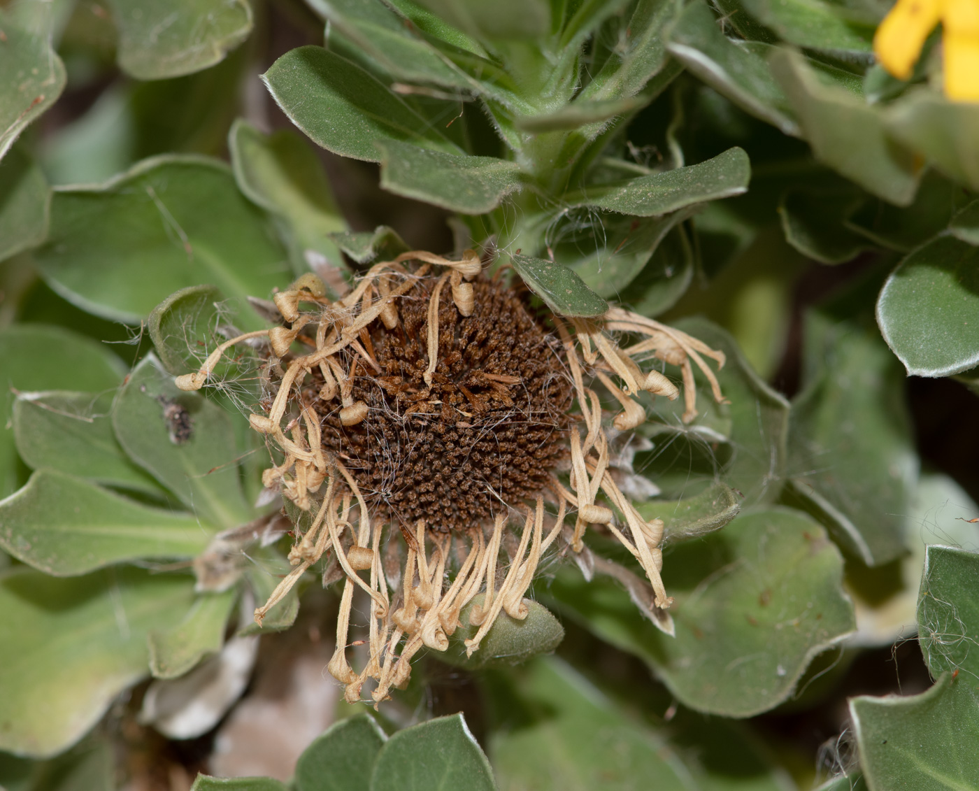 Изображение особи Asteriscus sericeus.