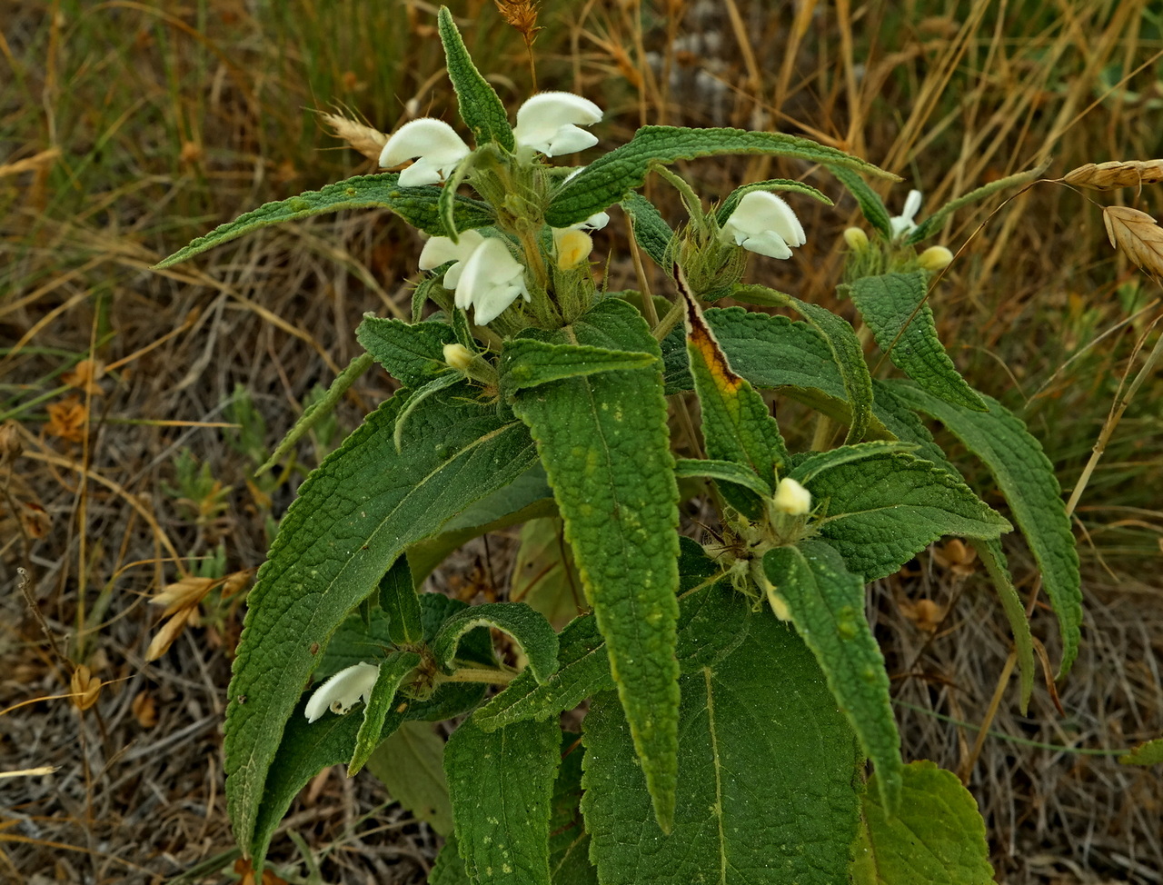 Изображение особи Phlomis pungens.