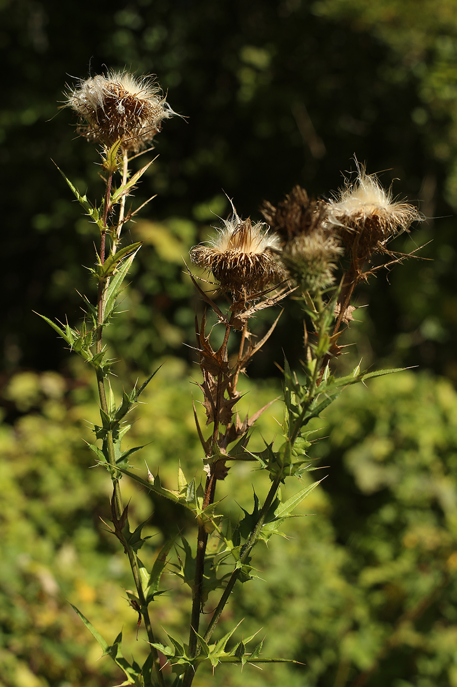 Image of Cirsium serrulatum specimen.