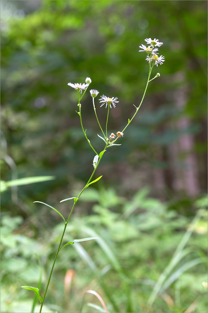 Изображение особи Erigeron annuus.