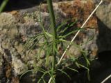 Stachys angustifolia