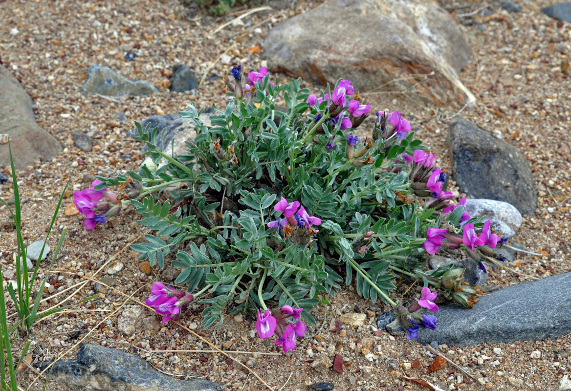 Image of Oxytropis tragacanthoides specimen.