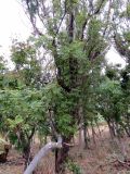 Смотреть изображение Sorbus commixta