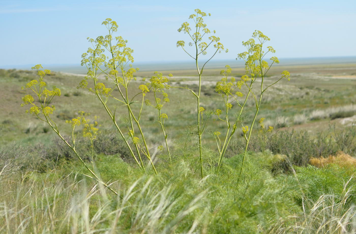 Изображение особи Ferula songarica.