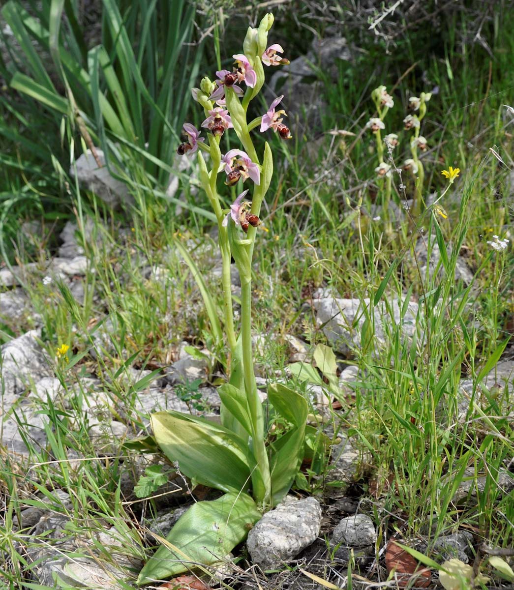 Image of Ophrys umbilicata specimen.