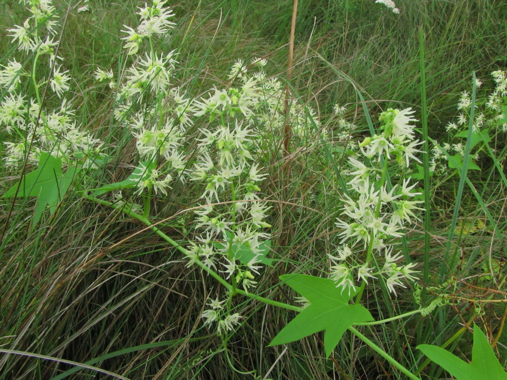 Image of Echinocystis lobata specimen.